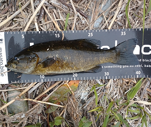 スモールマウスバスの釣果