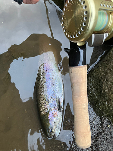 ニジマスの釣果