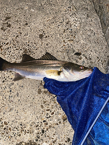 セイゴ（マルスズキ）の釣果