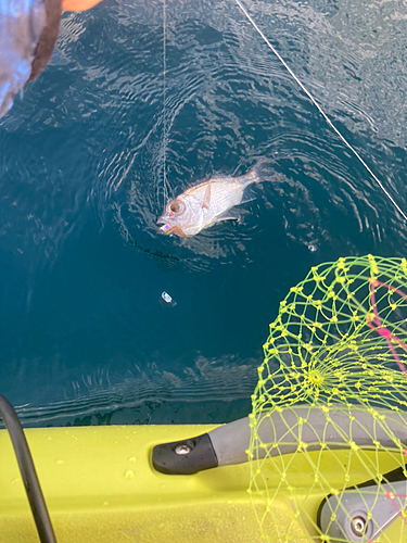 シロムツの釣果