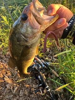 ブラックバスの釣果