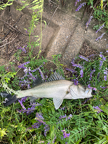 スズキの釣果