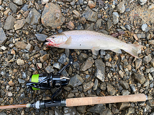 ブラウントラウトの釣果