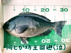 クチブトグレの釣果