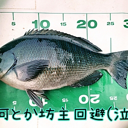 クチブトグレ