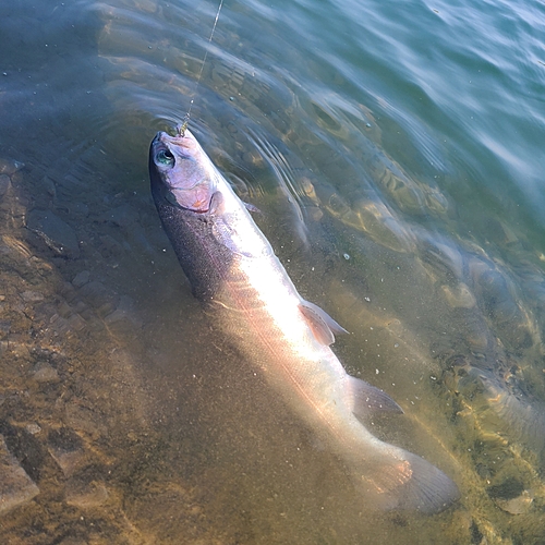 トラウトの釣果