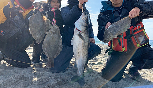 ヒラメの釣果