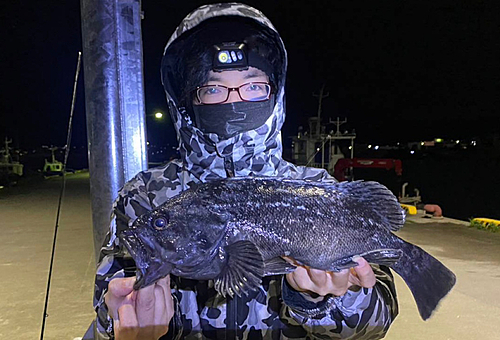 クロソイの釣果