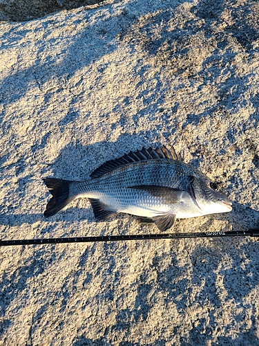 チヌの釣果