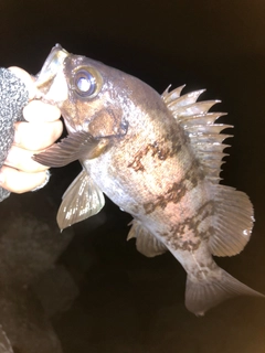 メバルの釣果