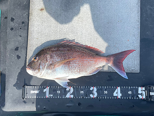 マダイの釣果