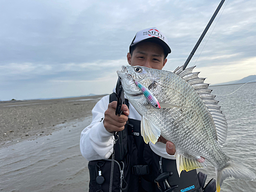 キビレの釣果