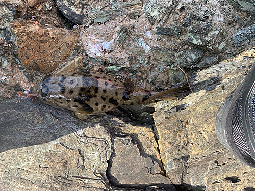 フグの釣果