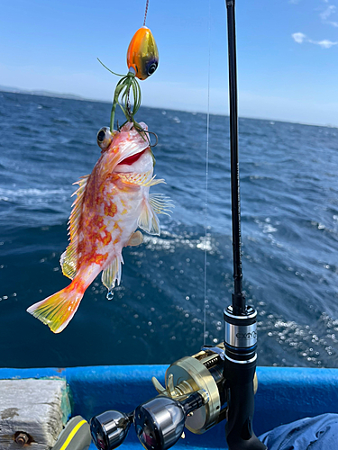 ウッカリカサゴの釣果