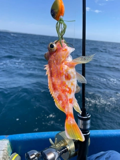 ウッカリカサゴの釣果