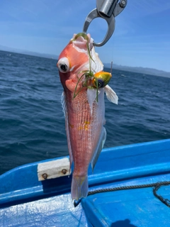 アマダイの釣果