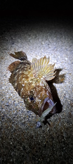 カサゴの釣果