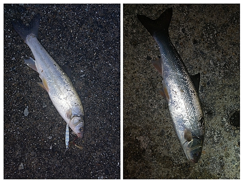 ウグイの釣果