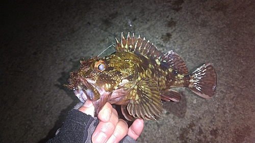 カサゴの釣果