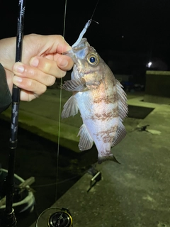 クロメバルの釣果