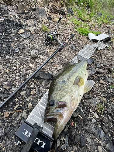 ブラックバスの釣果