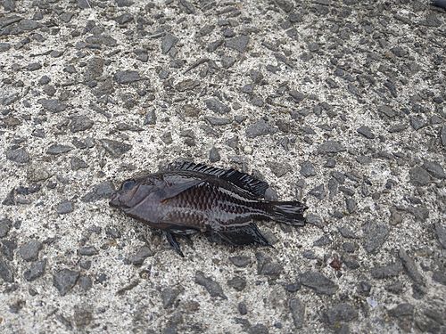 スズメダイの釣果