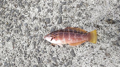 アカササノハベラの釣果