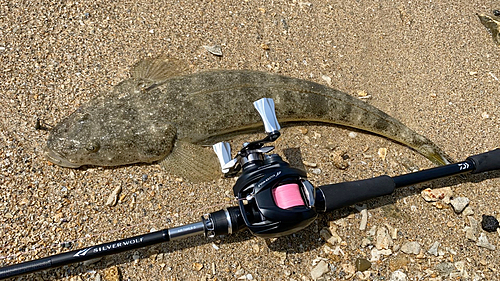 ミナミマゴチの釣果