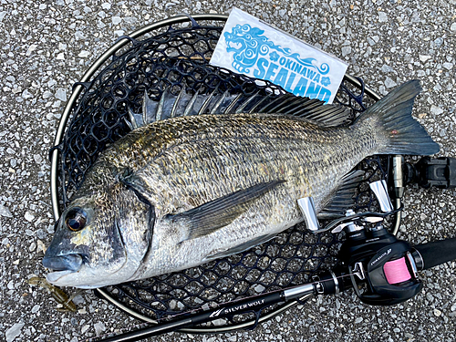 ミナミクロダイの釣果