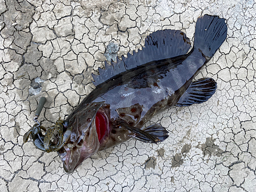 チャイロマルハタの釣果