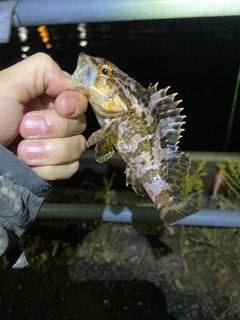 タケノコメバルの釣果