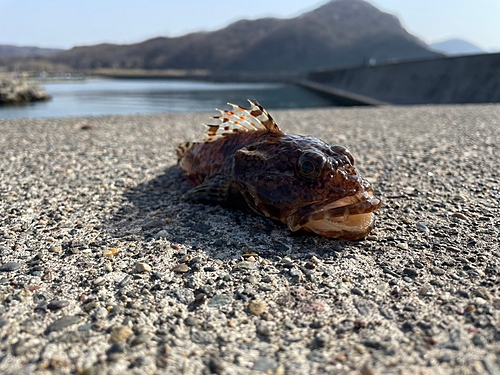 カジカの釣果