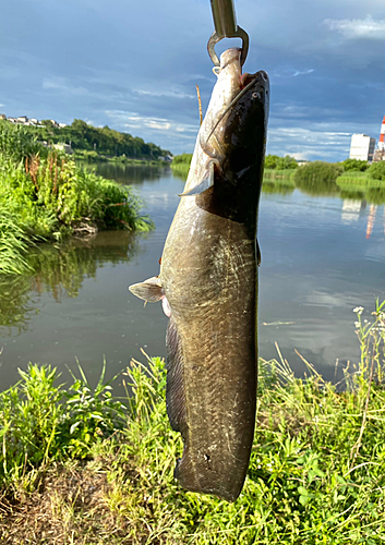 ナマズの釣果