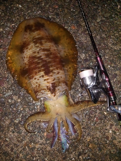 アオリイカの釣果