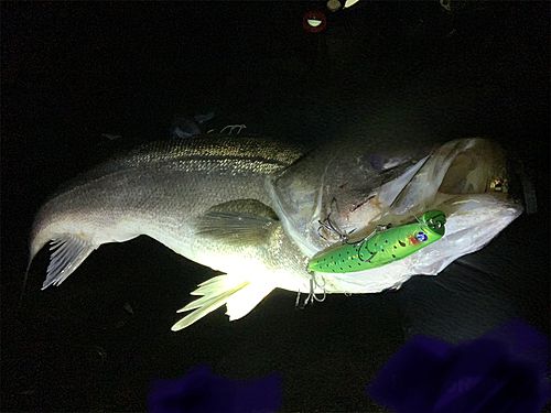 シーバスの釣果