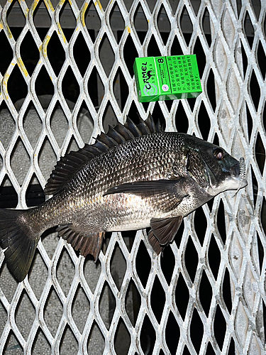 チヌの釣果