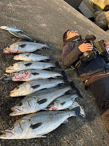 シーバスの釣果