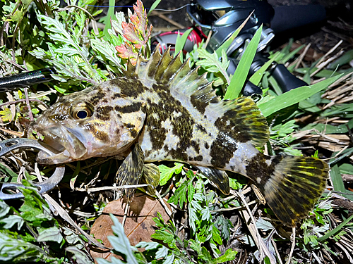 タケノコメバルの釣果