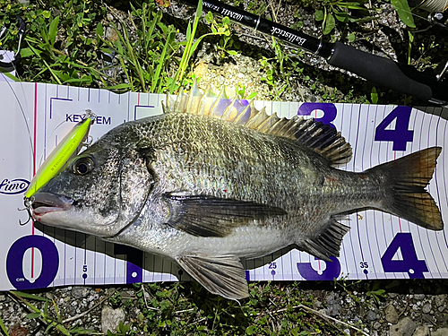 チヌの釣果