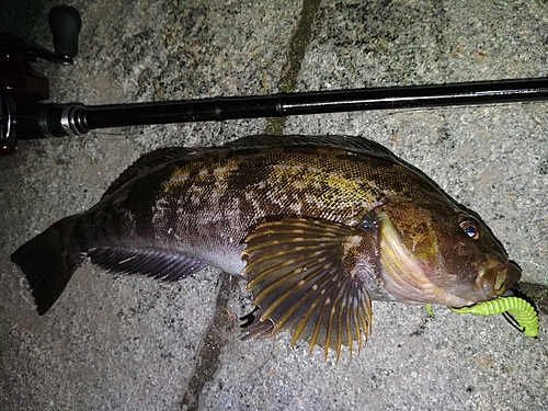 アイナメの釣果