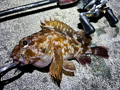 ガシラの釣果