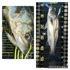 シーバスの釣果