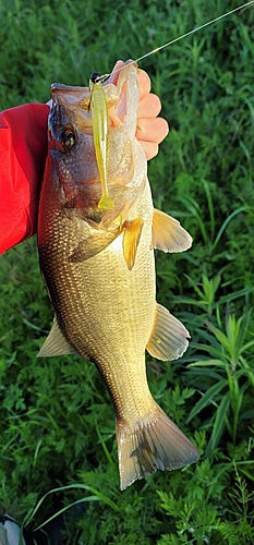 ラージマウスバスの釣果