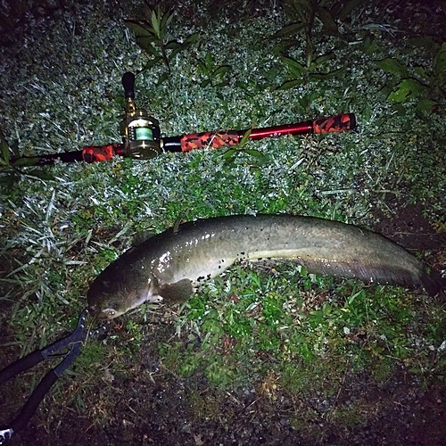 マナマズの釣果