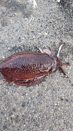 コウイカの釣果