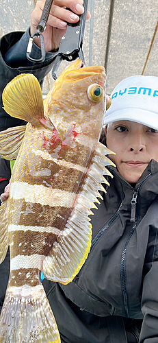 アオハタの釣果