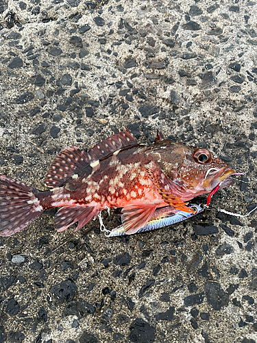 アラカブの釣果