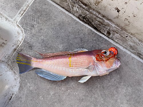 アマダイの釣果