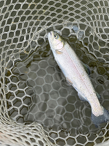 レインボートラウトの釣果