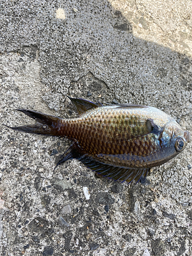 スズメダイの釣果